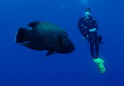 Palau Scuba Diving Holiday. Diver with giant Napoleon Wrasse.